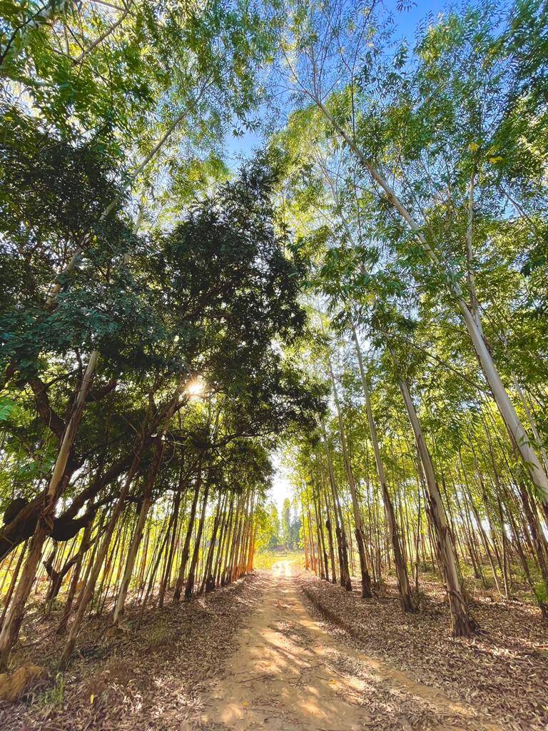 Fazenda à venda com 4 quartos, 14500000000m² - Foto 12