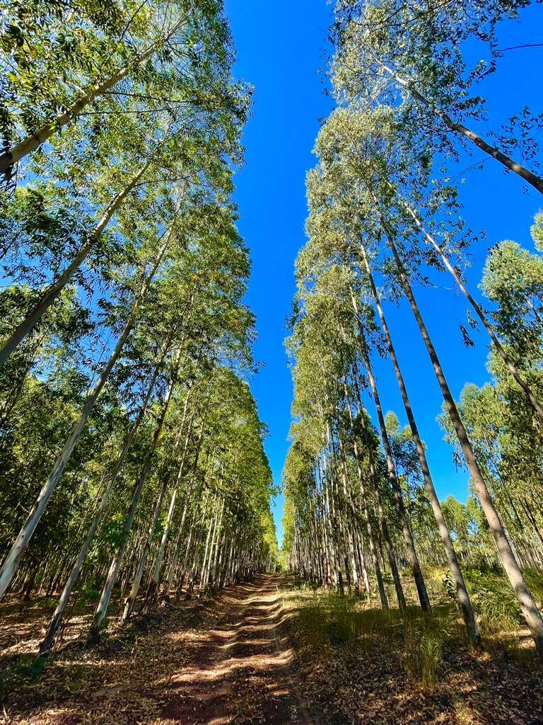 Fazenda à venda com 4 quartos, 14500000000m² - Foto 14