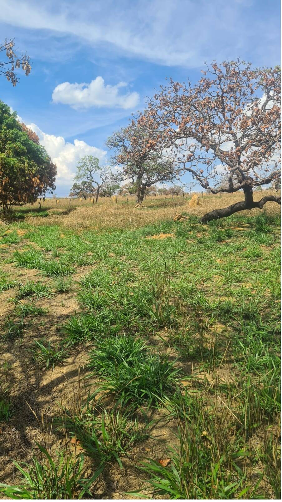 Fazenda à venda, 4000000000m² - Foto 6