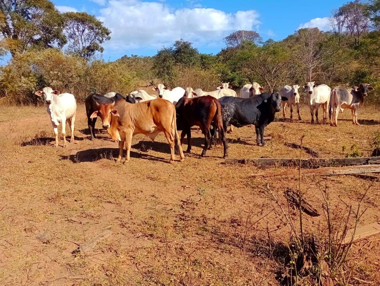 Fazenda à venda, 12584000m² - Foto 9