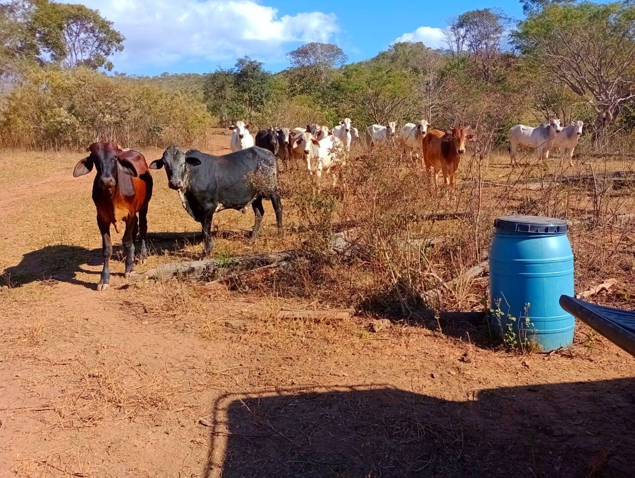 Fazenda à venda, 12584000m² - Foto 12