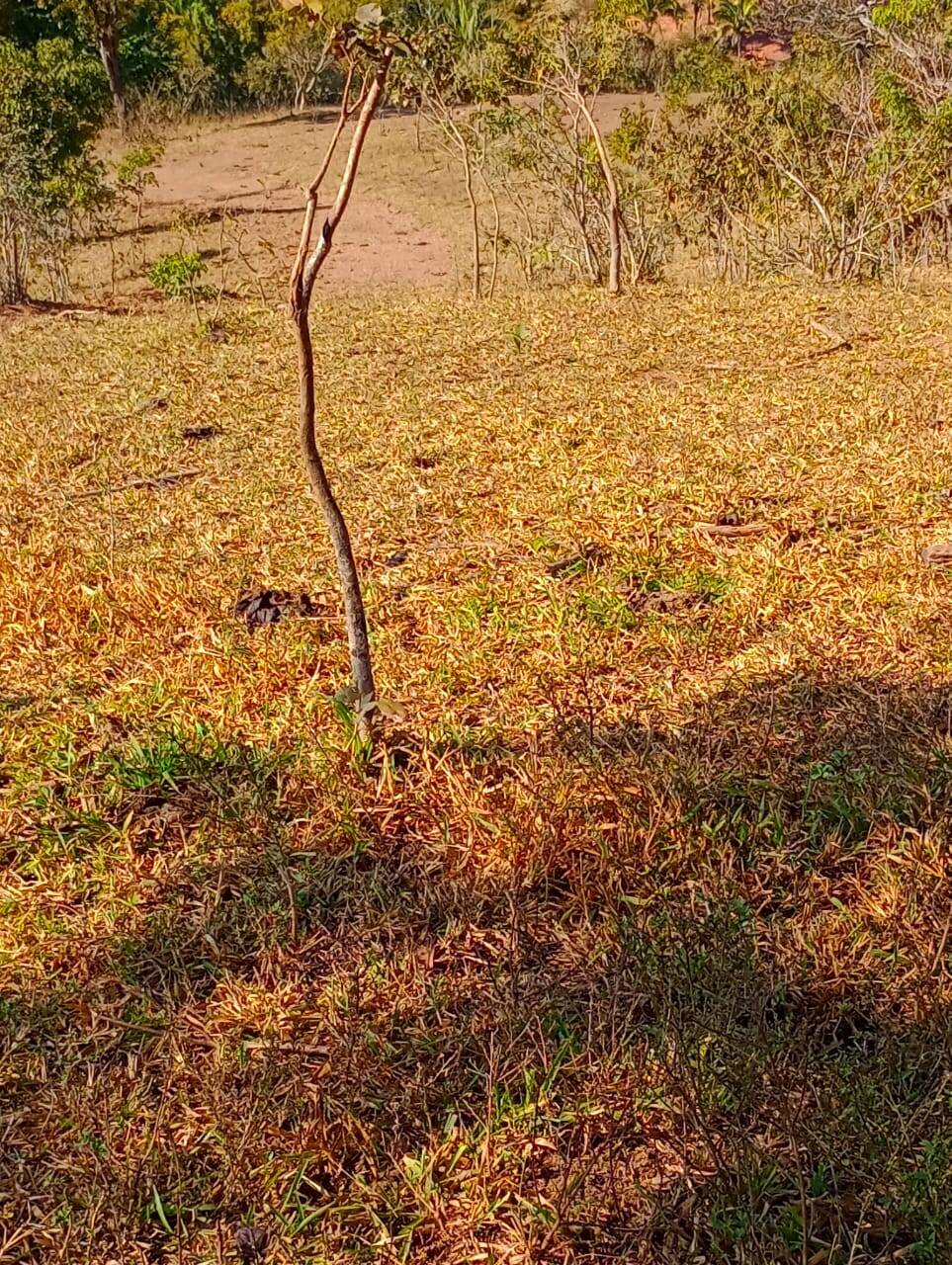 Fazenda à venda, 12584000m² - Foto 13