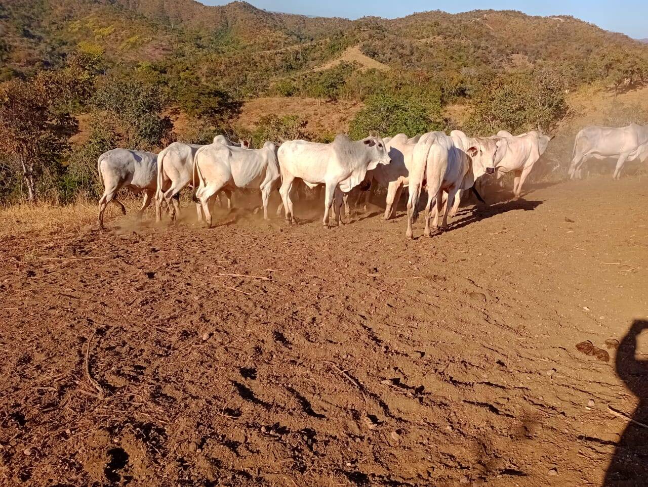 Fazenda à venda, 12584000m² - Foto 18