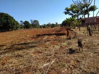 Terreno à venda, 5000m² - Foto 4