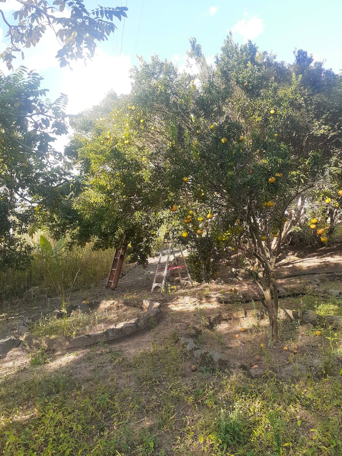 Fazenda à venda com 3 quartos, 5m² - Foto 11